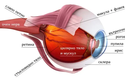 Оптична система на окото